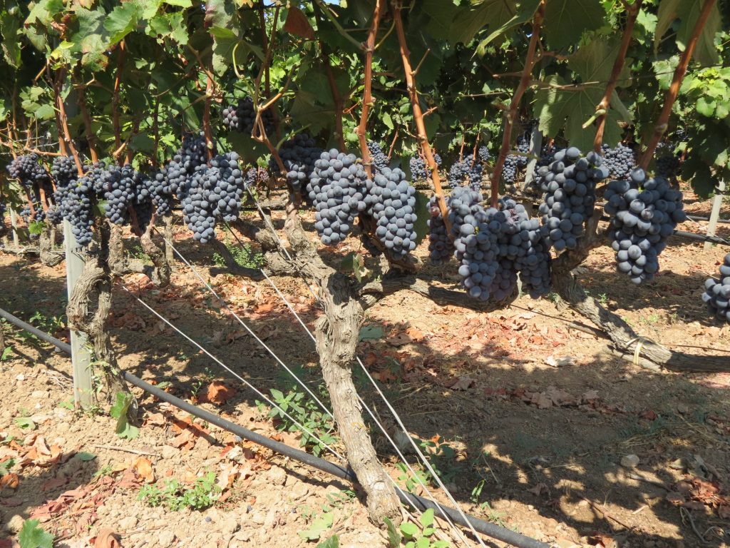 Vinstokke og druer fra en af Roccas mange vinmarker. Puglia er et tørt og solrigt område i Italien, der gør det muligt at lade druerne hænge, til de er overmodne. Bønderne kalder det Appassimento.